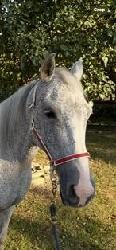 Horse Mare