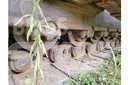 CAT D9H Dozers - Tratores rastos