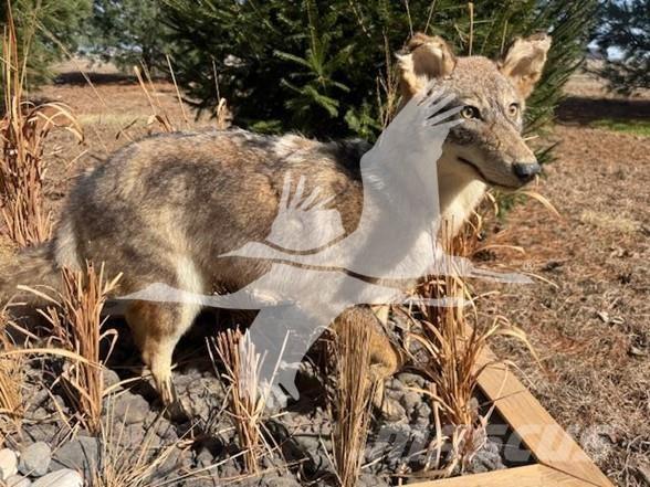 Coyote  Construção - Outros
