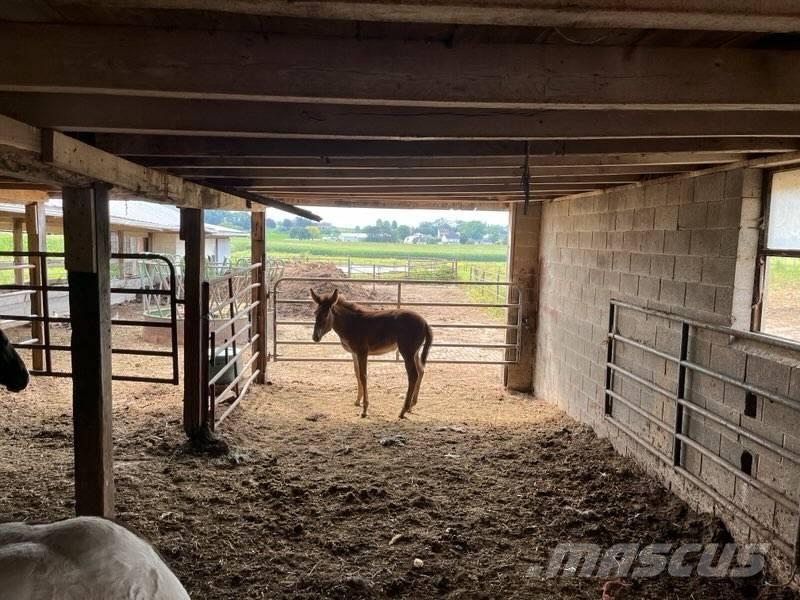  Mule Colt Outra maquinaria e acessórios para gado