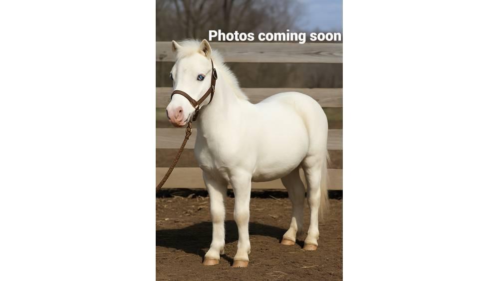  Pony 40" Equipamento de ordenha