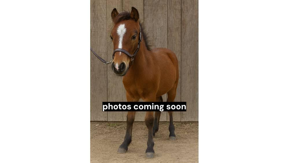  Pony Stallion 35in Equipamento de ordenha
