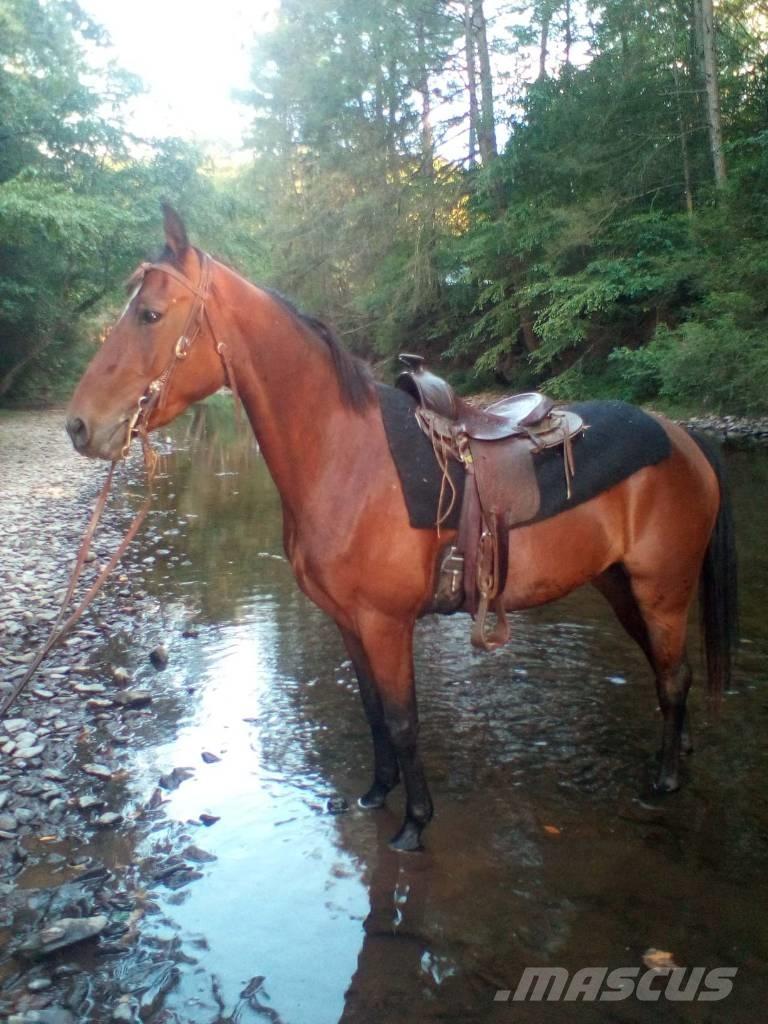 Morgan Mare Outra maquinaria e acessórios para gado