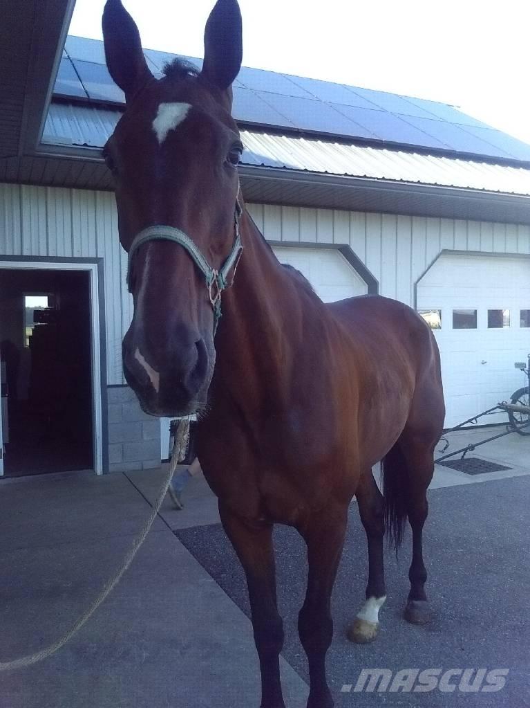  Standardbred Gelding Equipamento de ordenha