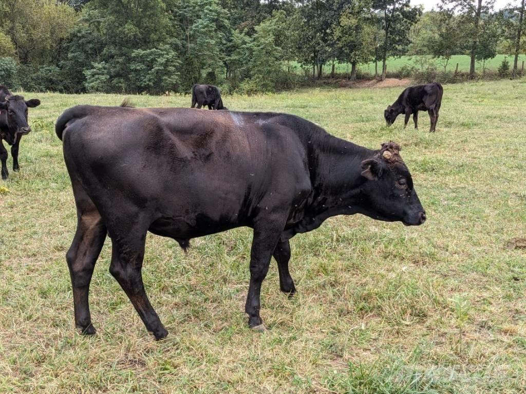 Bull (Organic Farm) Equipamento de ordenha