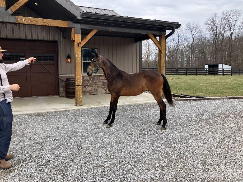 Morgan Filly Outros acessórios de tractores