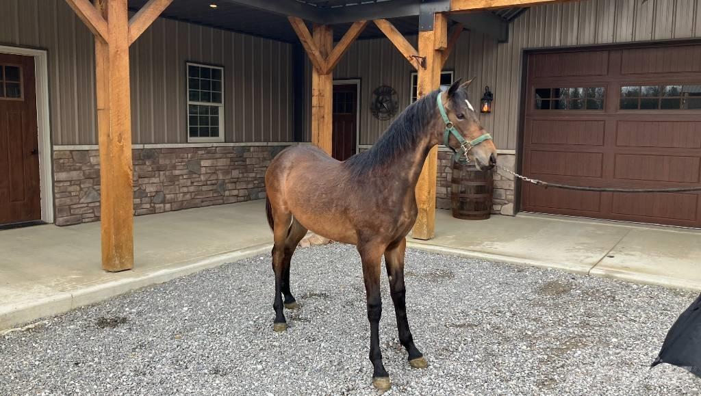 Morgan Filly Outros acessórios de tractores