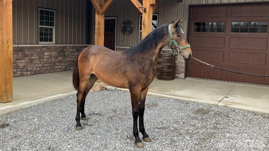 Morgan Filly Outros acessórios de tractores