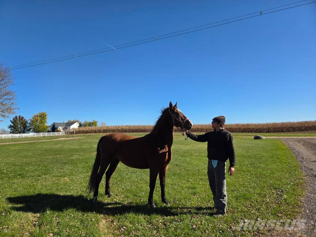  Horse Mare Outra maquinaria e acessórios para gado