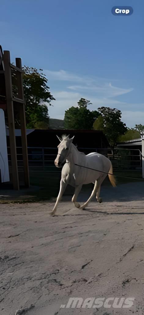 Horse Mare Outra maquinaria e acessórios para gado