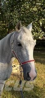 Horse Mare Outra maquinaria e acessórios para gado