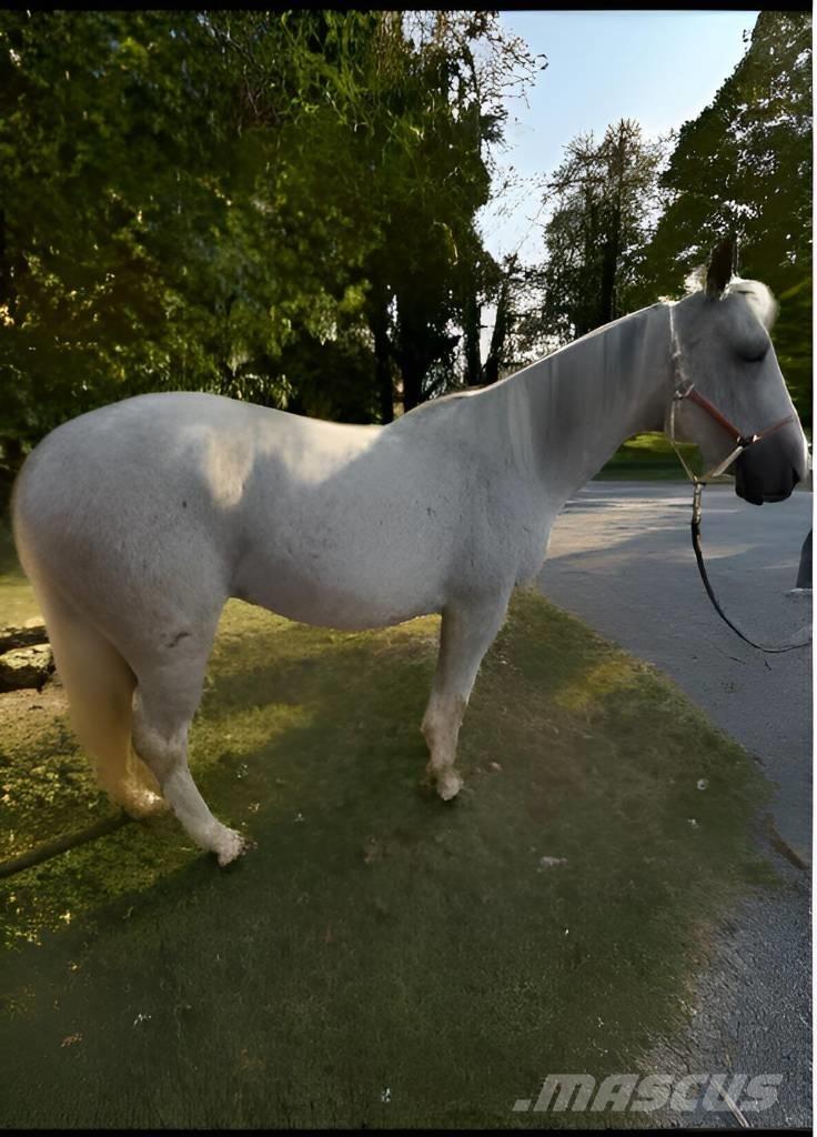 Horse Mare Outra maquinaria e acessórios para gado