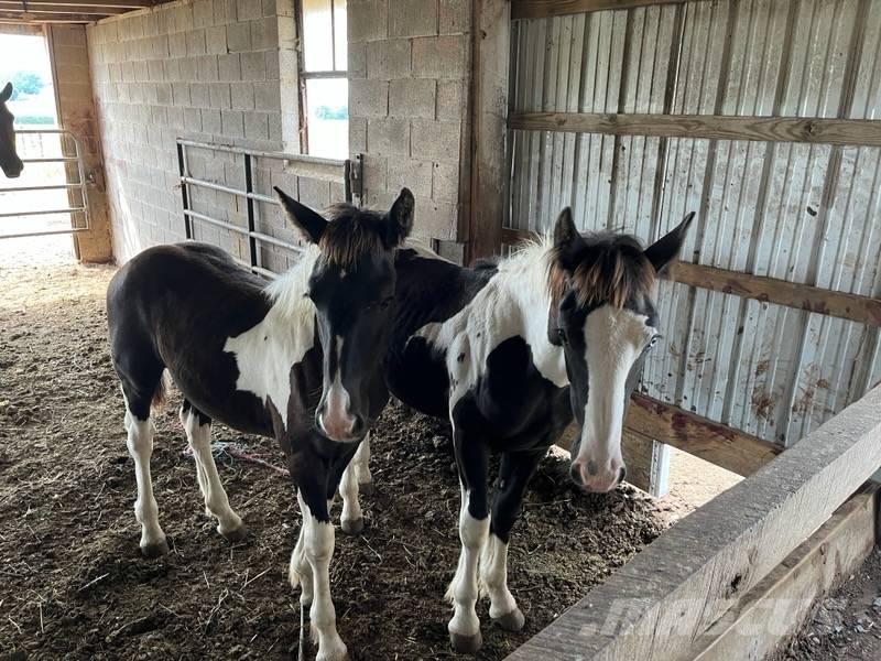  Horse Male Outra maquinaria e acessórios para gado