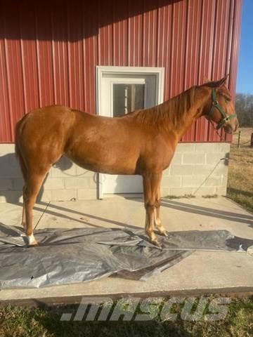  1-Year-Old Mare Construção - Outros
