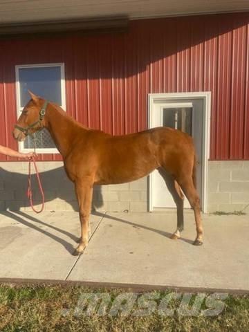  1-Year-Old Mare Construção - Outros
