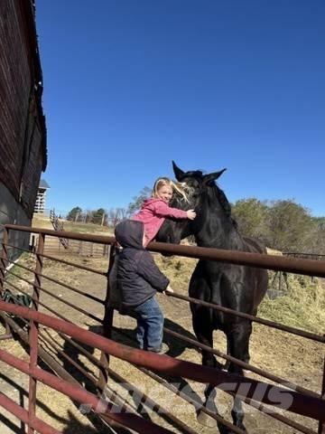  Percheron Team Construção - Outros
